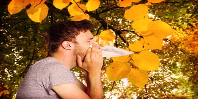 Allergy in fall