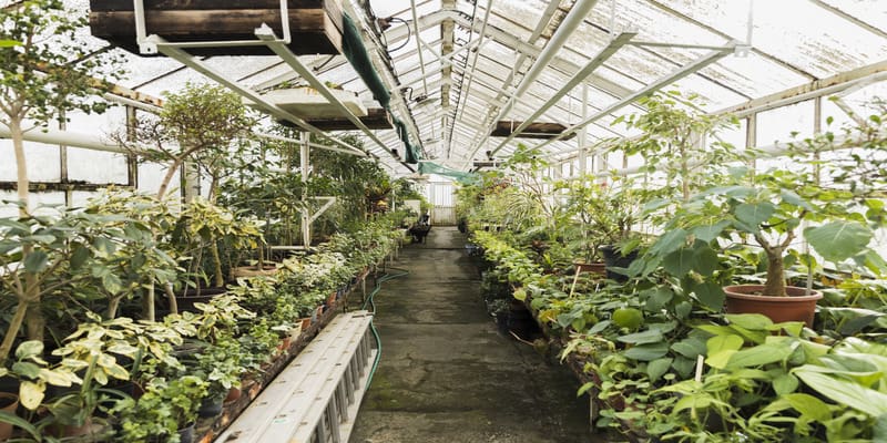 greenhouse-still-life
