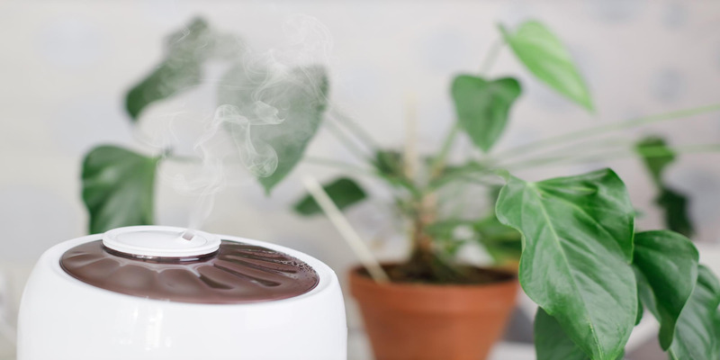 Humidifier with houseplant steam