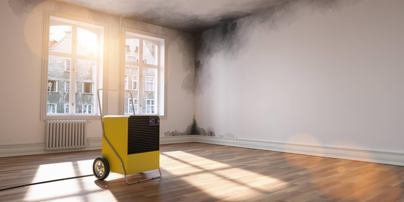 Mold on walls can trigger allergy symptoms indoors