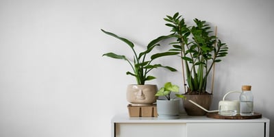 Plants for air quality