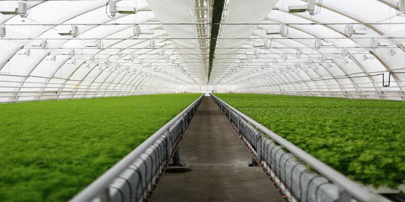 Young plants growing very large plant commercial greenhouse.