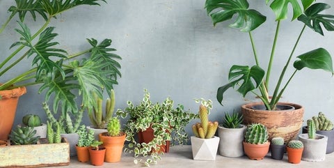 sensibo-ideal-temperature-house-plants